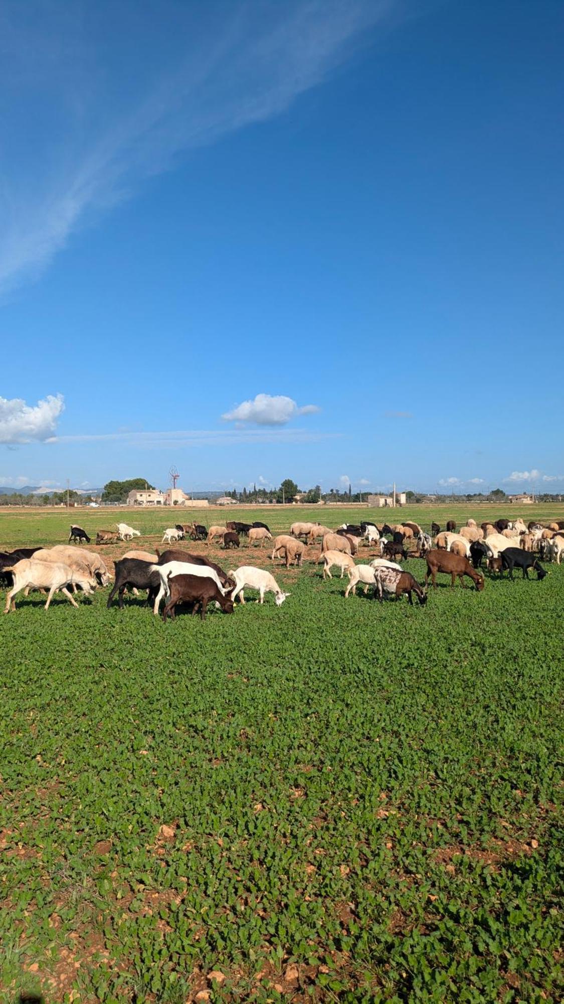 Agroturismo Finca Sant Blai Campos  Ngoại thất bức ảnh